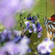 A butterfly sits atop a flower in Los Angeles, California, July 9, 2008.